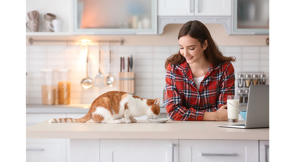 cat eating on kitchen counter
